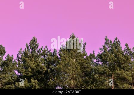 Corone di alberi nella foresta sullo sfondo di un insolito cielo rosa. Astratto sfondo naturale Foto Stock