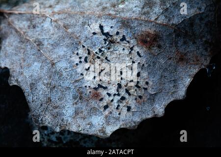 Lecidella sp. Epilithic lichen / funghi lichenized in Slovacchia, Europa centrale Foto Stock