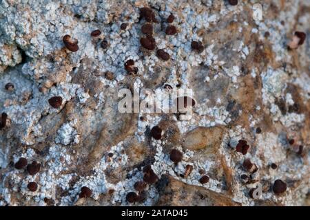 Baeomyces Rufus Brown Beret Lichen Foto Stock