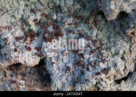 Baeomyces Rufus Brown Beret Lichen Foto Stock