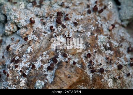 Baeomyces Rufus Brown Beret Lichen Foto Stock