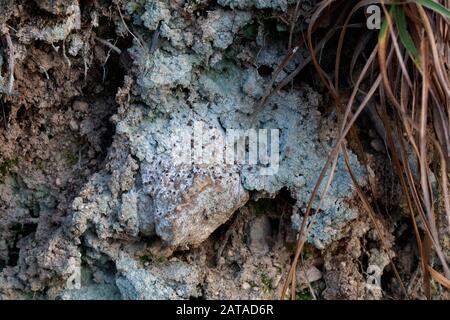 Baeomyces Rufus Brown Beret Lichen Foto Stock