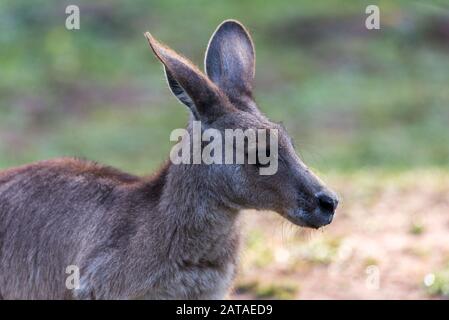 Kangaroo, Natureworld, Tasmania, Yellow-Footed Rock Wallaby - Petrogale Xanthopus - Canguro Australiano Foto Stock