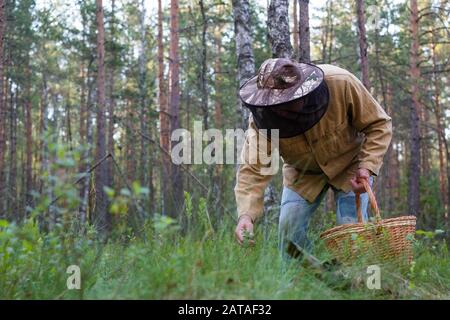Nonno raccogliere funghi nella foresta estiva. Uomo anziano che cammina. Estate e hobby Foto Stock