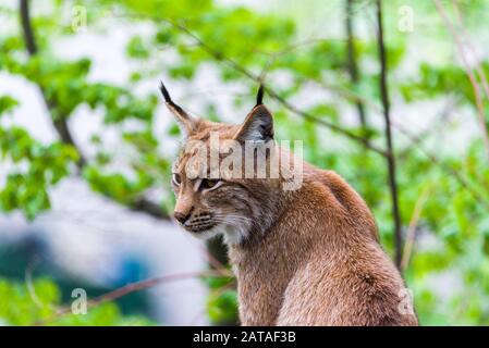 Eurasian Lynx (Lynx Lynx). Lynx Guarda Con Gli Occhi Predatori Dal Shelter Foto Stock