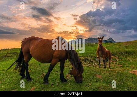 Sunrise in compagnia di due cavalli. Nel parco naturale di Urkiola. Paesi Baschi. Foto Stock