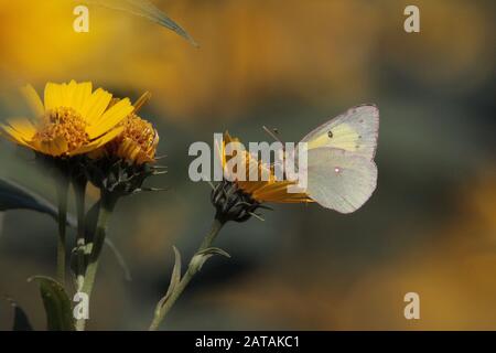 Farfalla gialla annebbiata che alimenta su fiori gialli Foto Stock