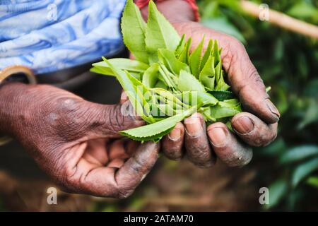 Un lavoratore che tiene in mano foglie di tè appena raccolte in una piantagione di tè nello Sri Lanka. Foto Stock