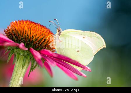 Farfalla brimstone comune - Gonepteryx rhamni sta riposando su Echinacea purpurea - Fiore cono viola Foto Stock