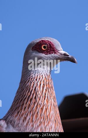 Chiazzato Pigeon Vista ravvicinata Foto Stock