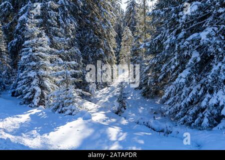 Inverno foresta di alberi di spruces in luce del sole. Calme scena di wintry mattina con neve fresca a Pokljuka, Slovenia Foto Stock