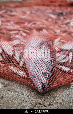 Big tonno pesce catturato in una rete di pesca, su una spiaggia a Trincomalee, Sri Lanka. Foto Stock