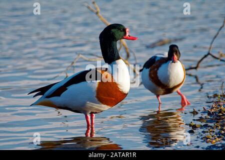 Shelduck comune - Tadorna tadorna, coppia sull'acqua Foto Stock