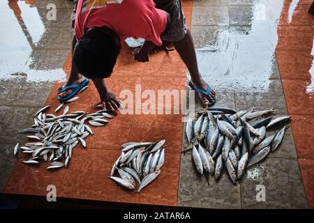 Pesce di pulizia pescatore locale in Sri Lanka. Foto Stock