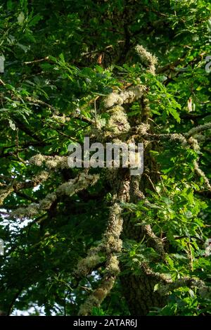 Usnea - conosciuta anche come lichen albero e Beard dell'uomo Vecchio che cresce su un albero di quercia scozzese nelle Highlands scozzesi di Inverness-shire Scotland UK Foto Stock