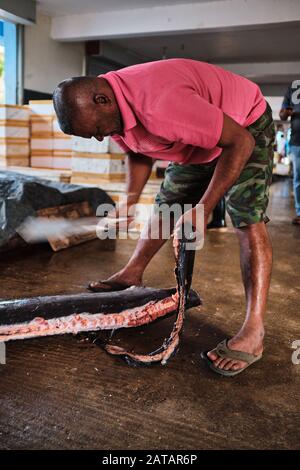 Pesce di pulizia pescatore locale in Sri Lanka. Foto Stock