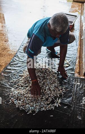 Pesce di pulizia pescatore locale in Sri Lanka. Foto Stock