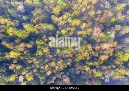 Foresta mista autunnale con birches e spruces dall'alto, vicino a Geretsried, fuco fucilato, alta Baviera, Baviera, Germania Foto Stock