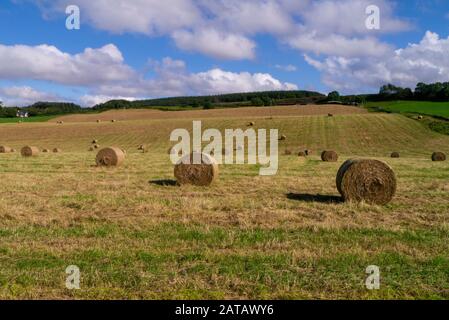 Balle di fieno insilato in un campo estivo in una fattoria vicino Culloden Inverness-shire Scotland UK Foto Stock