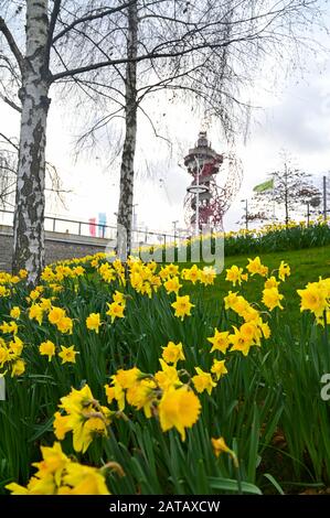 Londra UK 1st Febbraio Gennaio 2020 - Alcuni primi narcisi in fiore in una giornata luminosa ma brillante a Stratford vicino allo Stadio di Londra : Credit Simon Dack / Alamy Live News Foto Stock