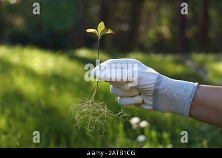 Simbolo della cura umana sul suo ambiente. Una mano che tiene un albero giovane un momento prima di piantare nel suolo. Foto Stock