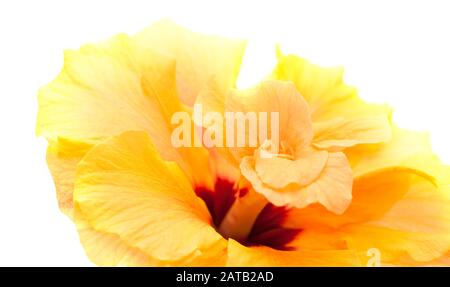 singolo grande doppio ibisco arancione isolato su sfondo bianco Foto Stock