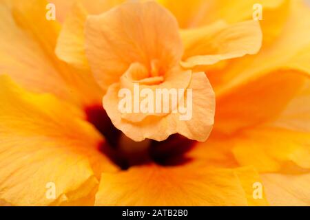 singolo grande doppio arancio hibiscus macro sfondo naturale Foto Stock