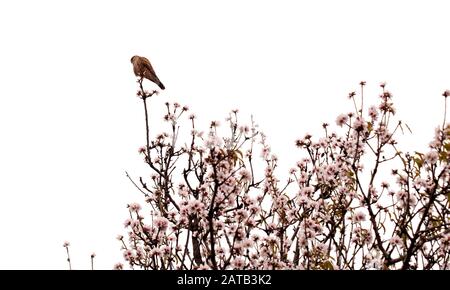 Flora e fauna di Gran Canaria - kestrel su un albero di mandorle Foto Stock