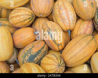 Raccolto: Mucchio Di Spaghetti Squash Giapponesi, Cucurbita Pepo Foto Stock