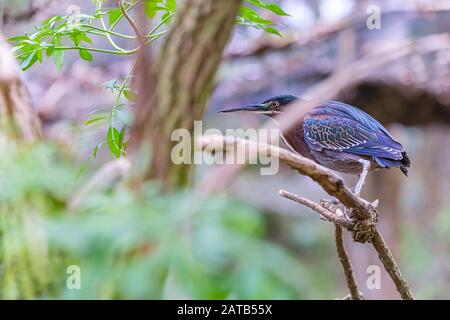 Airone verde arroccato sulla diramazione in Florida palude Foto Stock