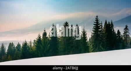 La foresta di abete rosso su una coperta di neve montagna prato. bellissimo paesaggio invernale con cresta distanti. splendido clima soleggiato con la nebbia e la nebbia nella valle Foto Stock