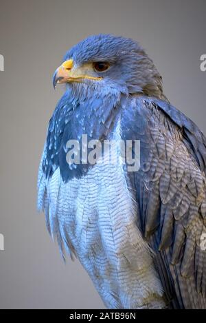 Buzzard-aquila nera (Geranoaetus melanoleucus) Closeup Foto Stock