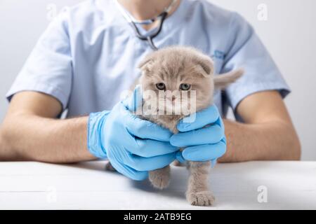 Un veterinario in guanti di lattice blu sta tenendo un piccolo gattino. Foto Stock