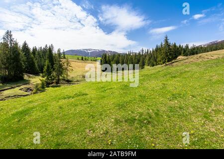 Prato e bosco in montagna in una giornata di sole. Snow capped ridge in distanza. splendida primavera meteo con le nubi del cielo. tradizionale cou Foto Stock