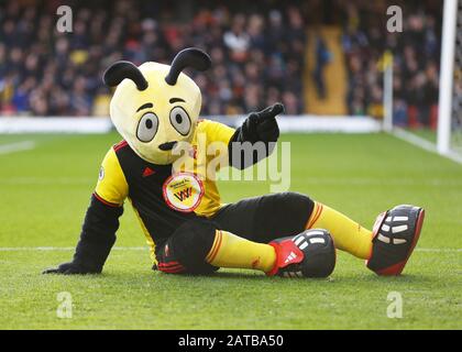 Vicarage Road, Watford, Hertfordshire, Regno Unito. 1st Feb, 2020. Inglese Premier League Football, Watford vs Everton; Harry The Hornet intrattenere i fan - Rigorosamente editoriale Solo Uso. Nessun utilizzo con audio, video, dati, elenchi di fixture, logo club/campionato o servizi "live" non autorizzati. Uso on-line in-match limitato a 120 immagini, senza emulazione video. Nessun utilizzo nelle scommesse, nei giochi o nelle singole pubblicazioni club/campionato/giocatore credito: Action Plus Sports/Alamy Live News Foto Stock