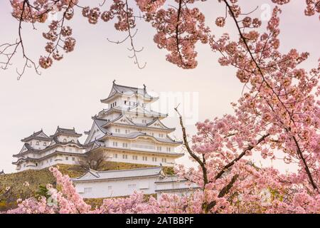 Himeji, Giappone al castello di Himeji in primavera con fiori di ciliegio in piena fioritura. Foto Stock