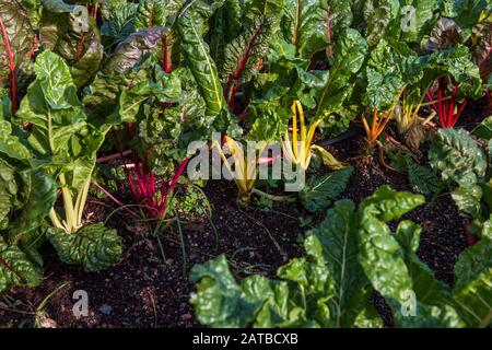 Arcobaleno Chard crescere in fattoria urbana Foto Stock