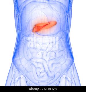 Pancreas parte dell'anatomia del sistema digestivo umano. 3D Foto Stock