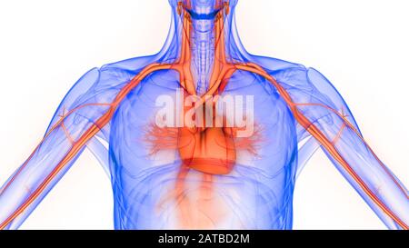 Il cuore fa parte dell'anatomia del sistema circolatorio umano. 3D Foto Stock