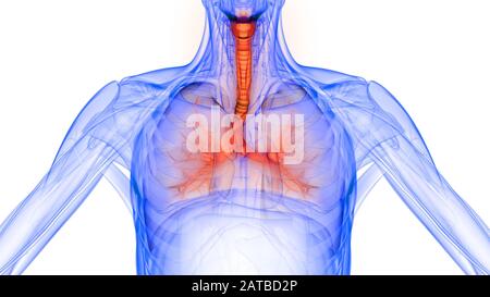 I polmoni fanno parte dell'anatomia del sistema respiratorio umano. 3D Foto Stock