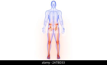 Sistema di scheletro umano arti inferiori dolori articolari ossa Anatomia. 3D Foto Stock