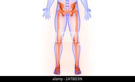 Sistema di scheletro umano arti inferiori dolori articolari ossa Anatomia. 3D Foto Stock