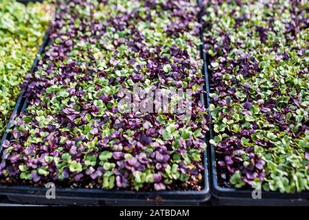 Vassoi di microgens che crescono in serra Foto Stock