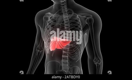 Fegato Una Parte del sistema Digestivo umano Anatomy X-ray 3D rendering Foto Stock
