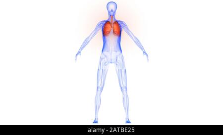 Polmoni Parte del rendering 3D con raggi X per anatomia del sistema respiratorio umano Foto Stock