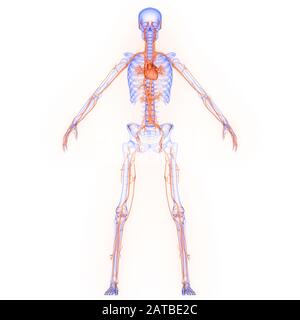 Cuore parte dell'anatomia del sistema circolatorio umano Foto Stock