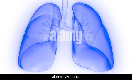 Polmoni Parte del rendering 3D con raggi X per anatomia del sistema respiratorio umano Foto Stock