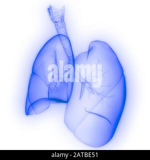 Polmoni Parte del rendering 3D con raggi X per anatomia del sistema respiratorio umano Foto Stock