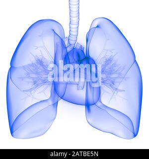 Polmoni Parte del rendering 3D con raggi X per anatomia del sistema respiratorio umano Foto Stock