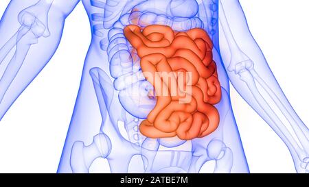 Intestino tenue parte del sistema digestivo umano Anatomy 3d rendering Foto Stock